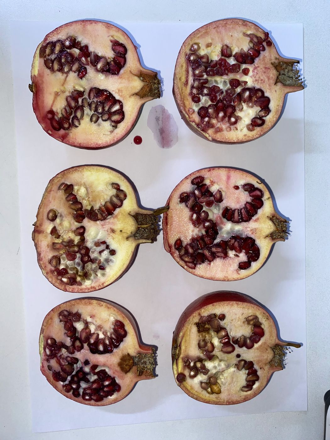 Frutos de granada cortados para revisión