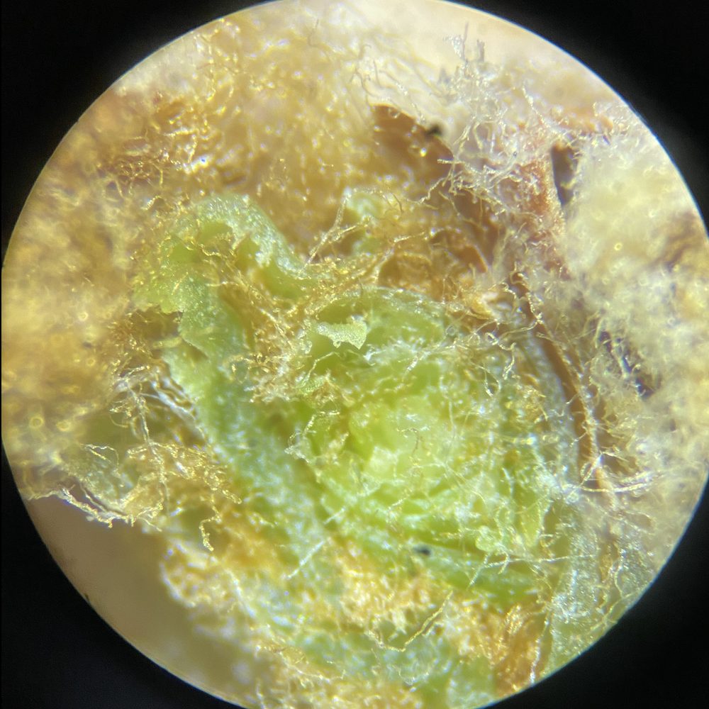 Yema de vid abierta al microscopio