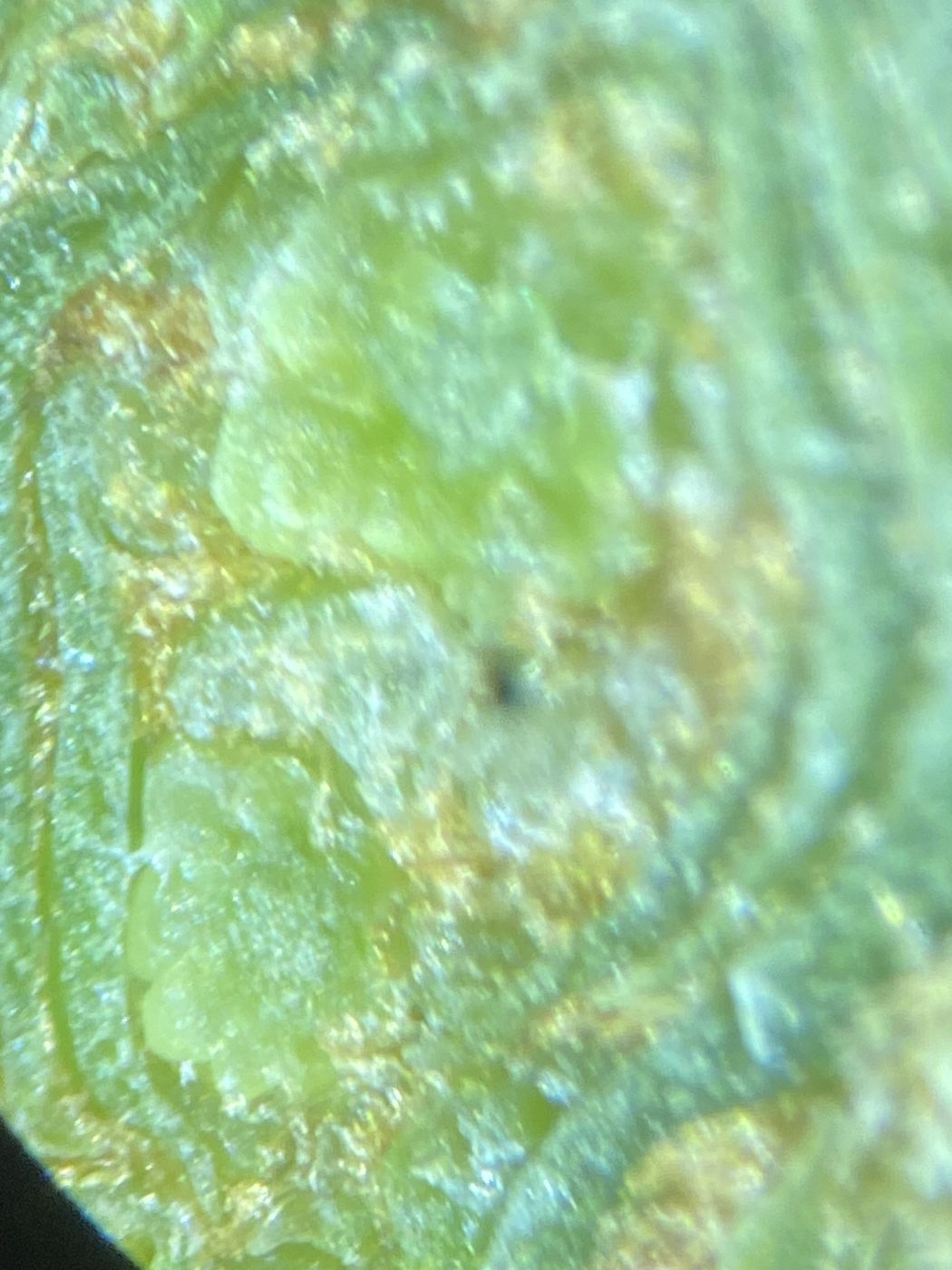 Detalle de yema al microscopio